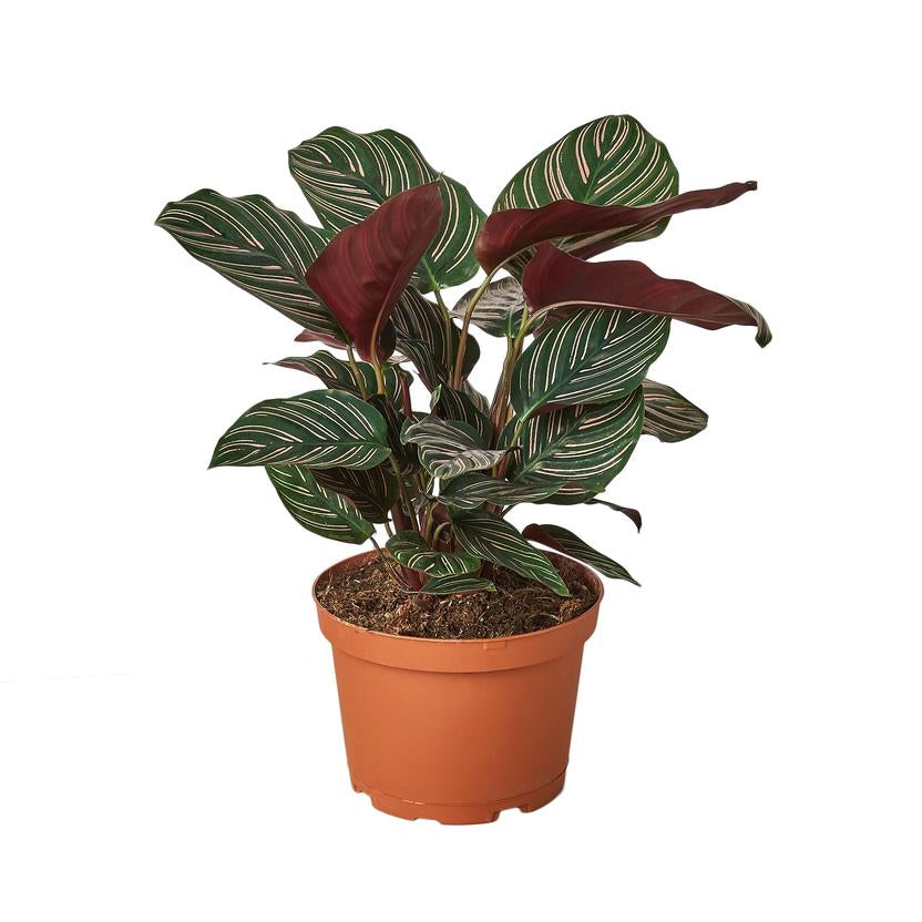 Calathea Ornata Pink Pinstripe