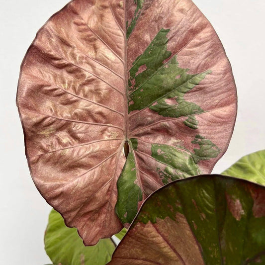 Alocasia Serendipity Pink Variegated