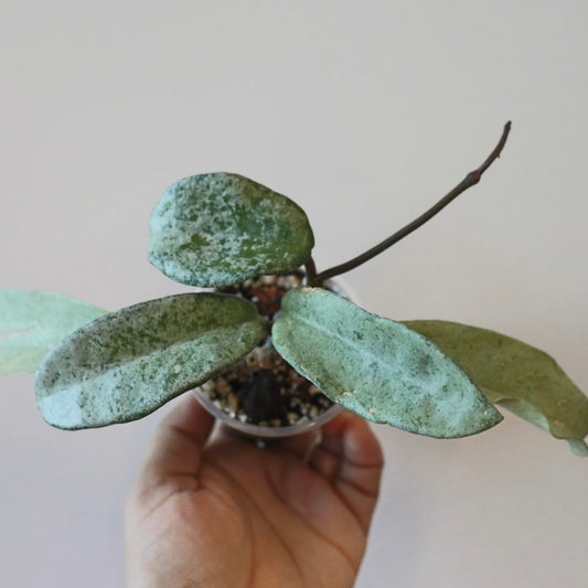 Hoya Carnosa Grey Ghost