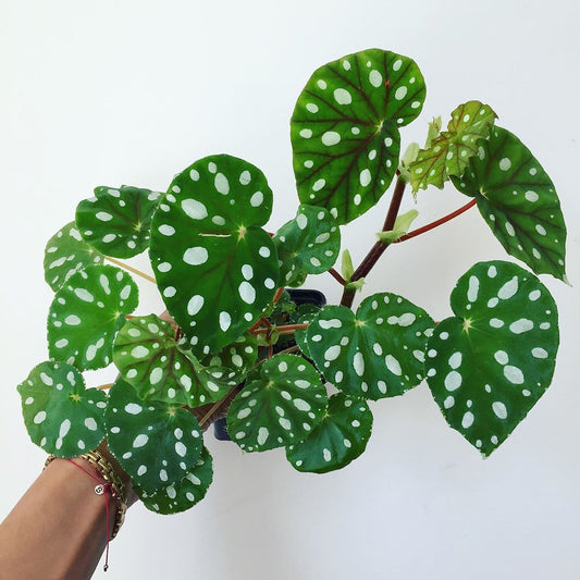 Begonia Jiewhoei