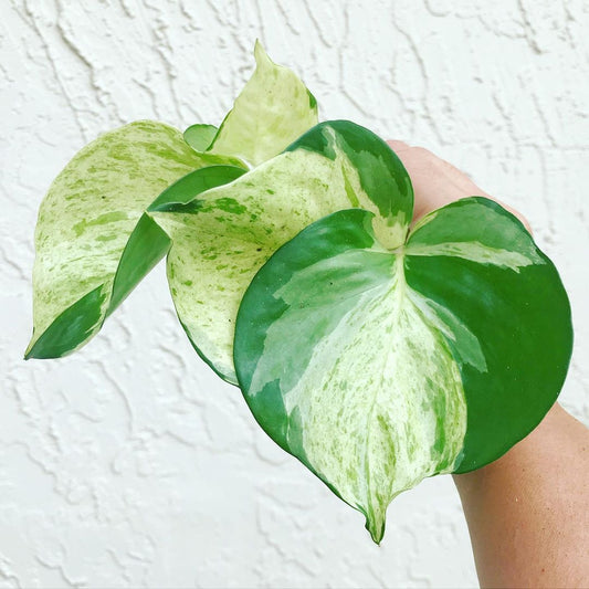 Pothos Manjula