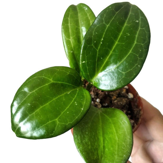 Hoya Merrillii