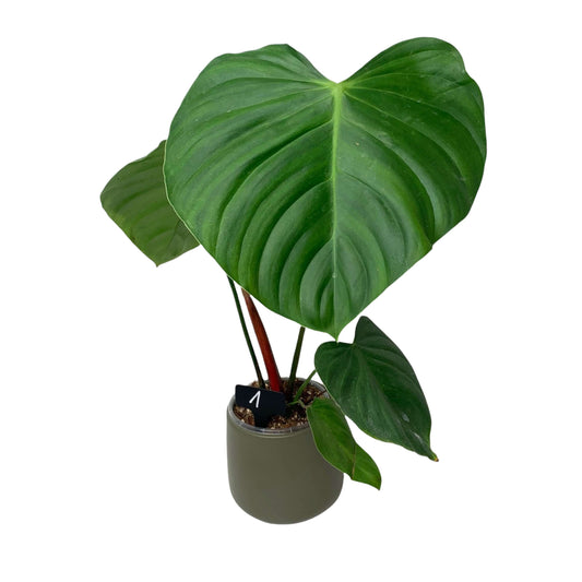 Philodendron Nangarritense