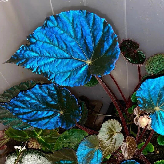 Begonia Pavonina