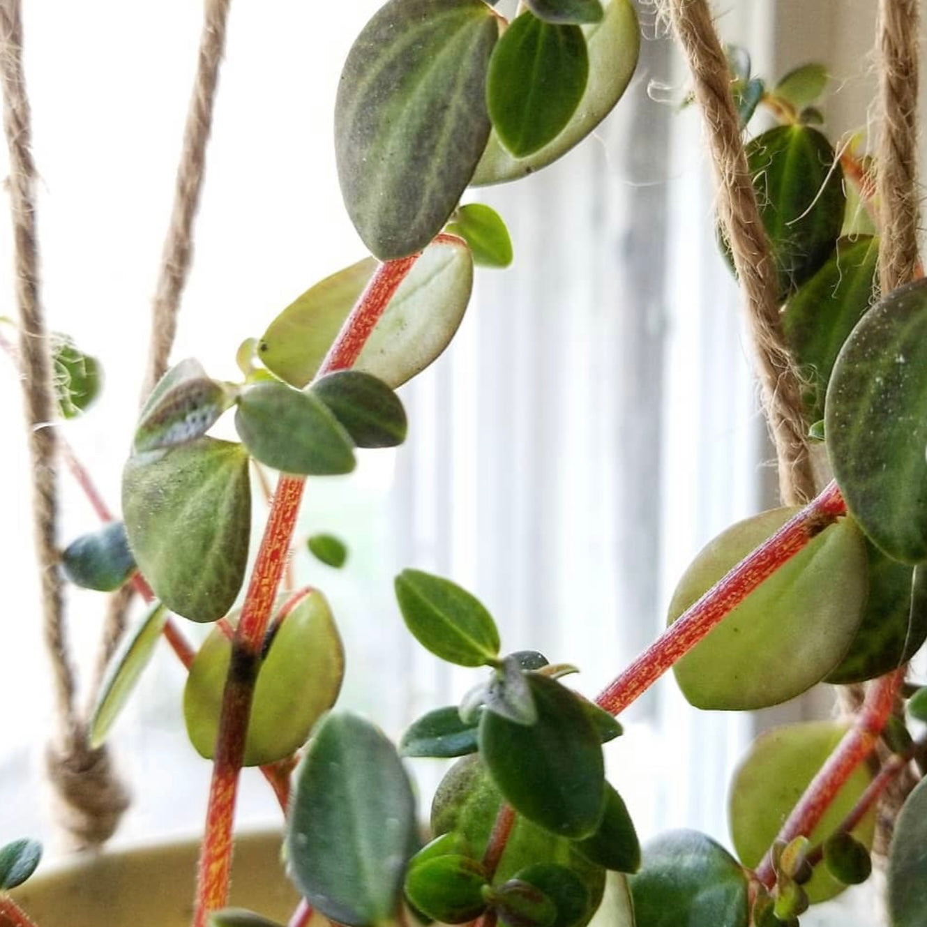 Peperomia La Laja Trace