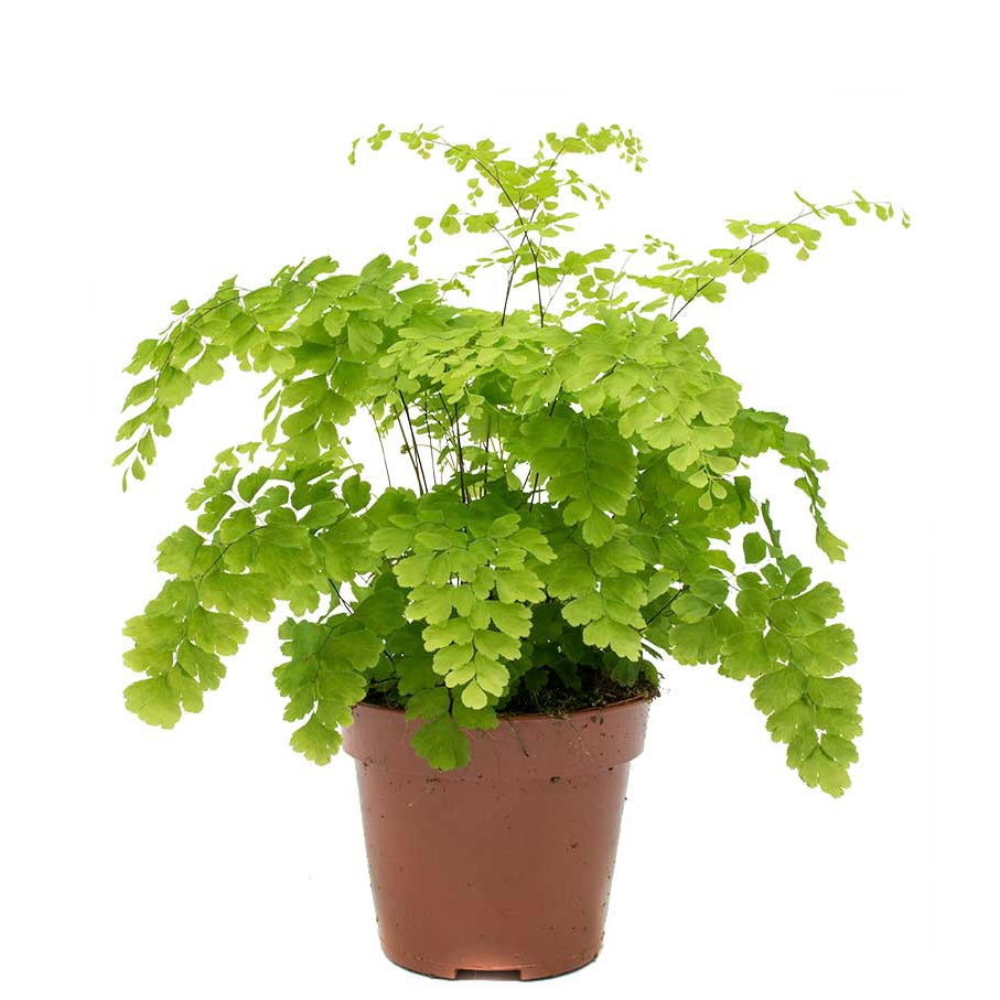 Delta Maidenhair Fern