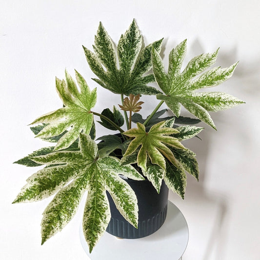 Variegated Fatsia Japonica