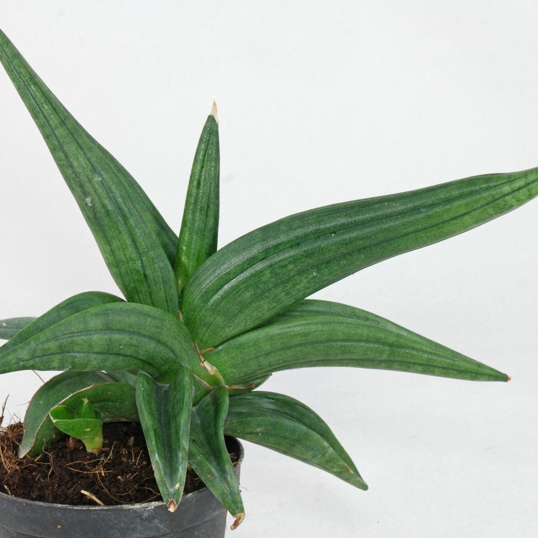 Sansevieria Patens