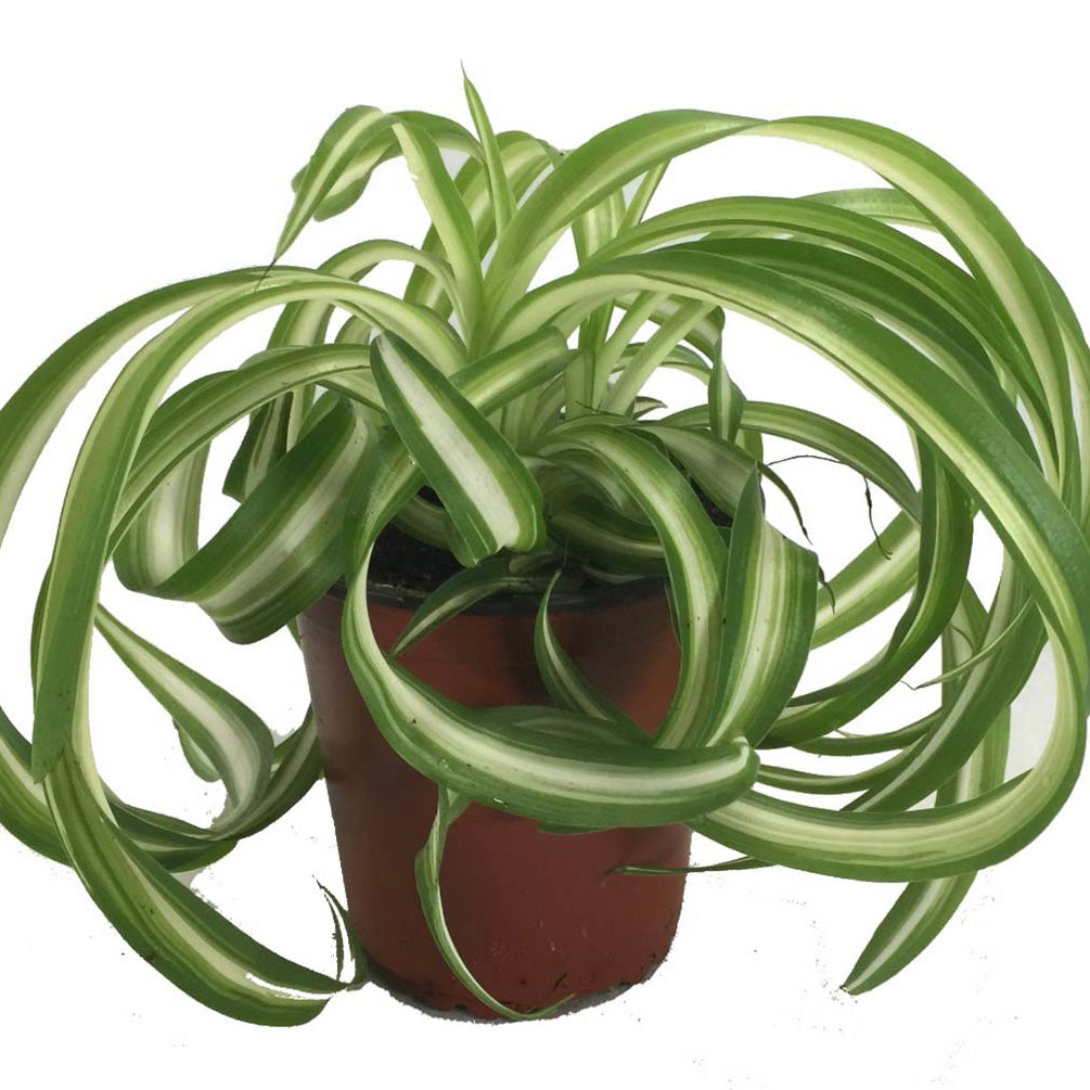 Bonnie Spider Plant