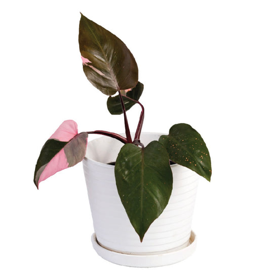 Philodendron Pink Princess