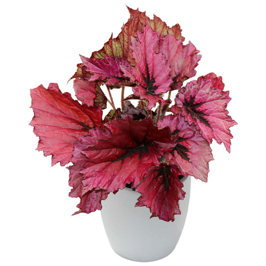 Begonia T Rex Ruby Slippers