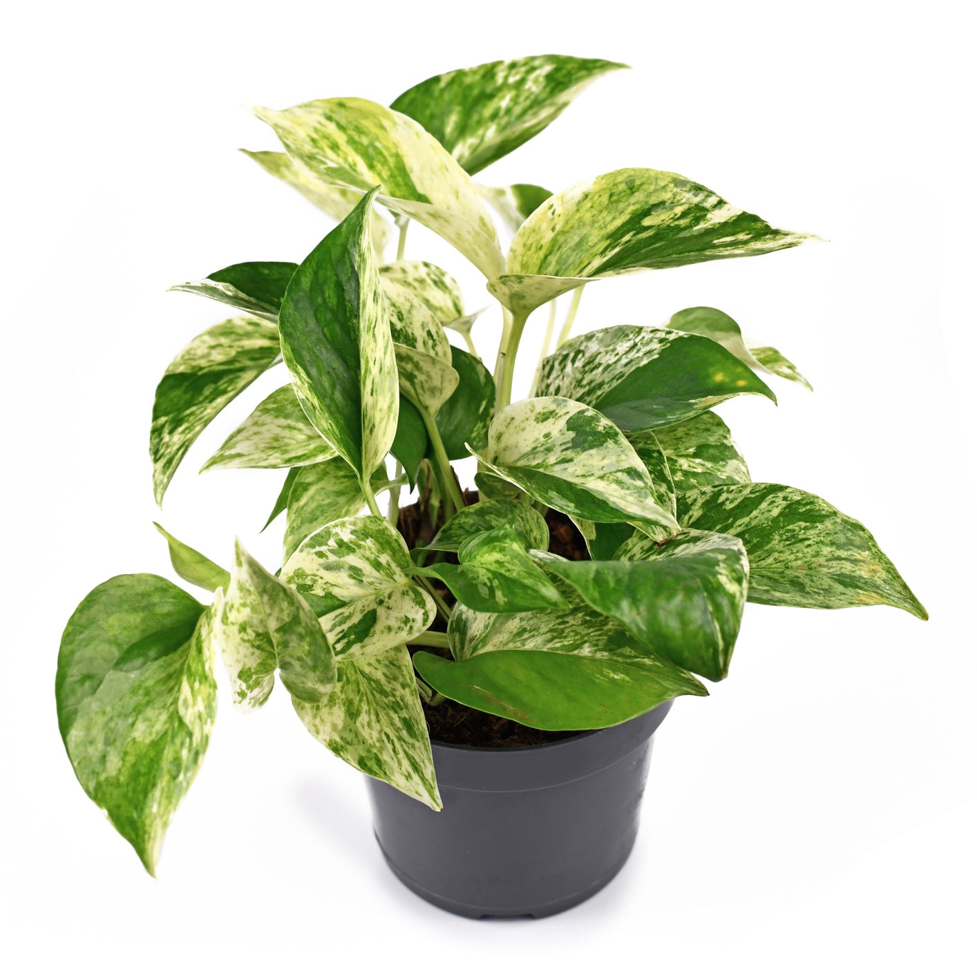 Pothos Marble Queen