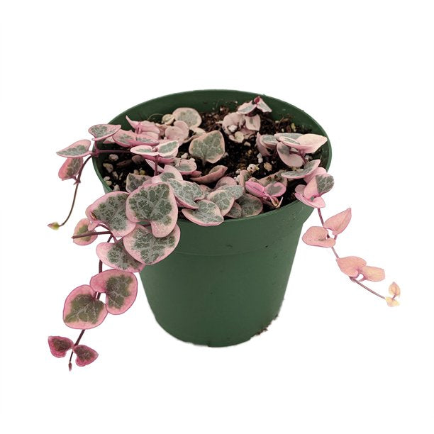 Variegated String of Hearts