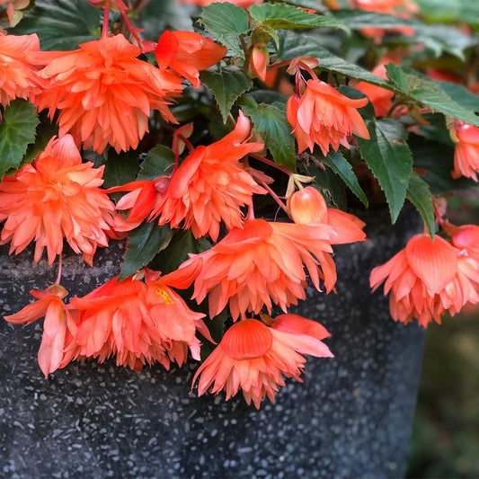 Begonia Bellaconia Soft Orange