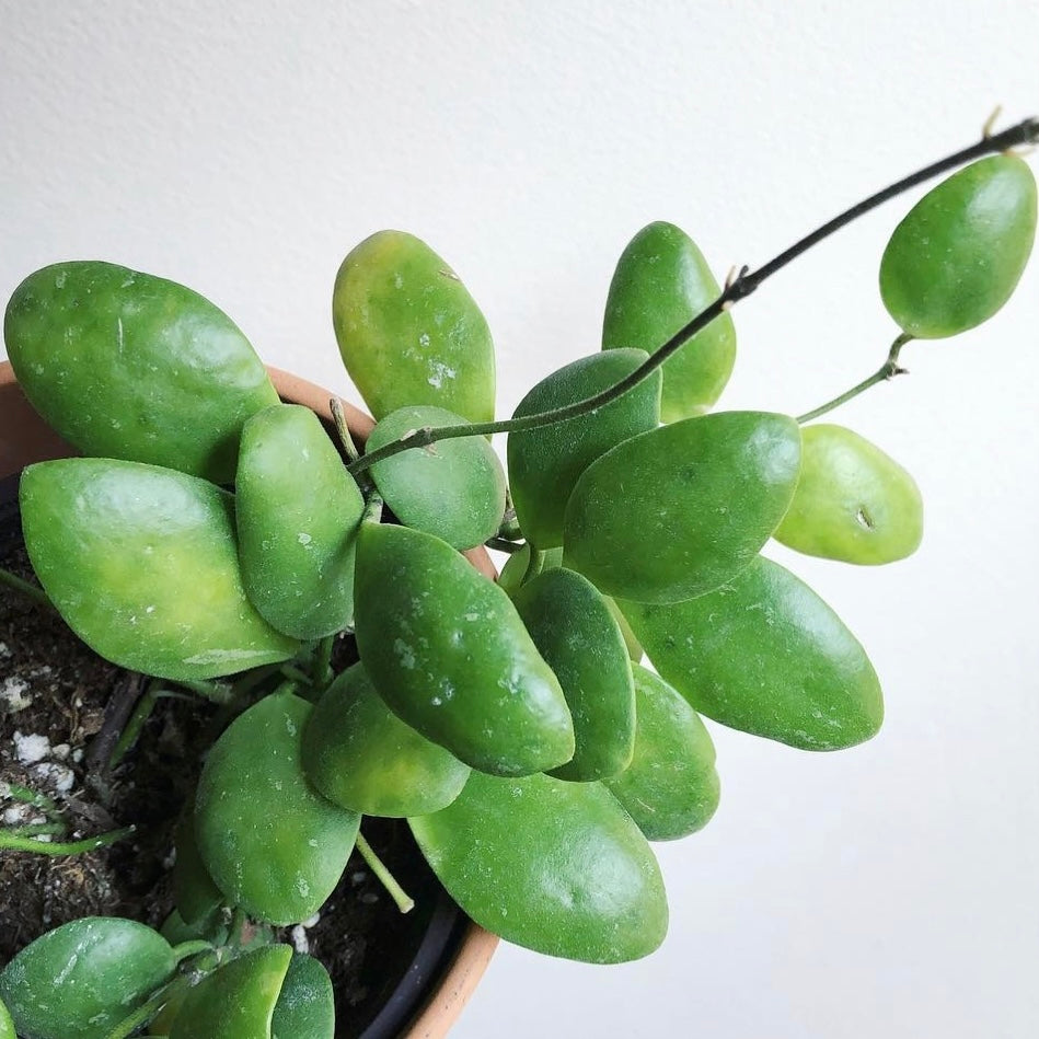 Hoya Brevialata