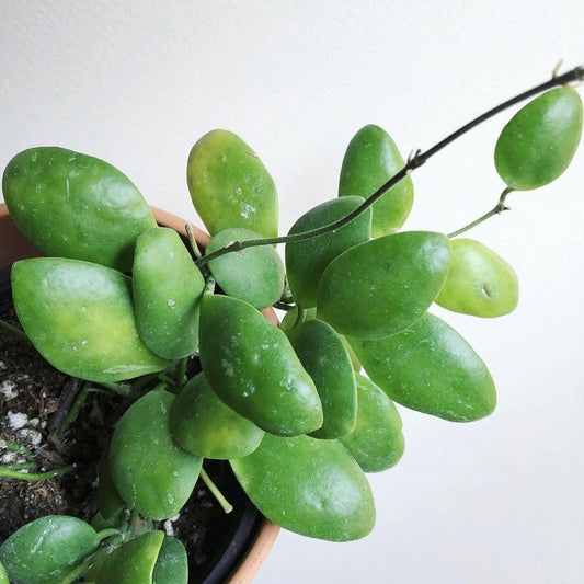 Hoya Brevialata