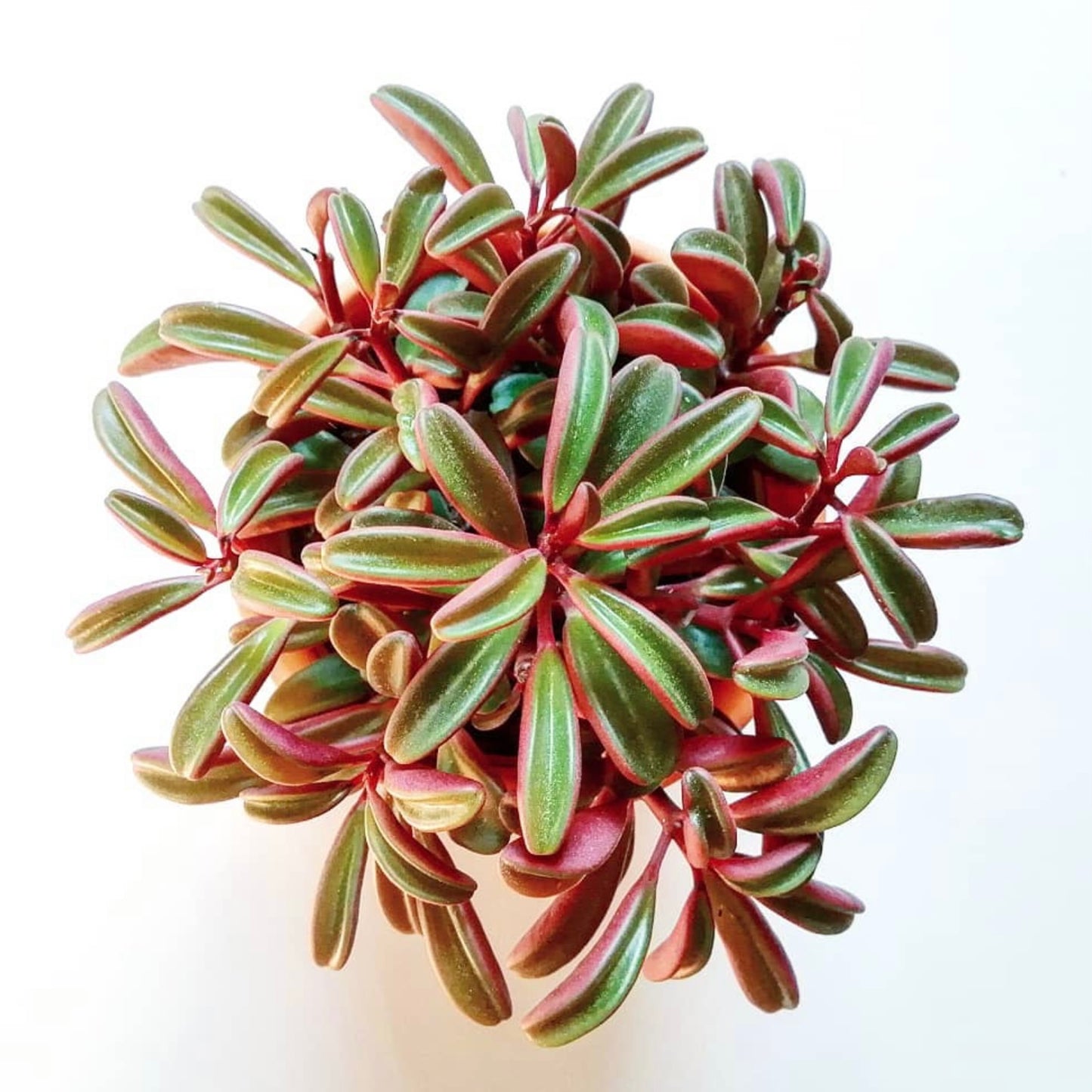 Peperomia Graveolens