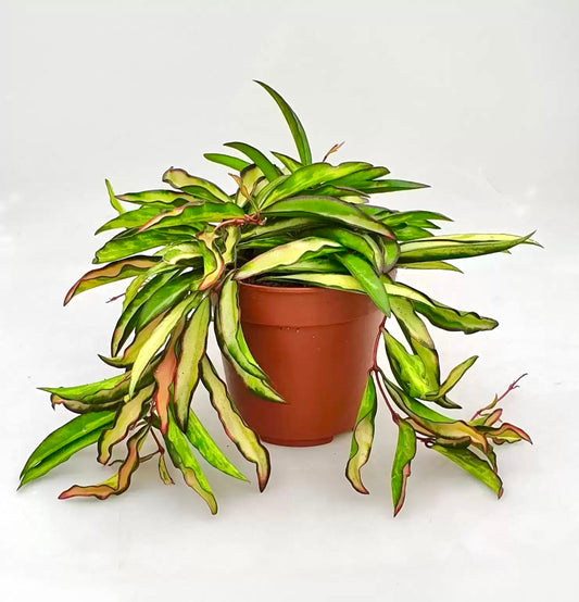 Variegated Hoya Wayetii