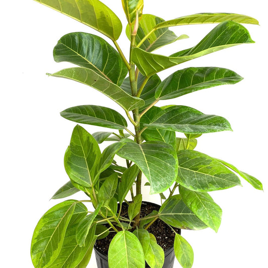 Ficus Altissima