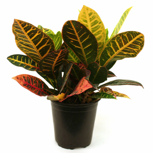 Croton Petra