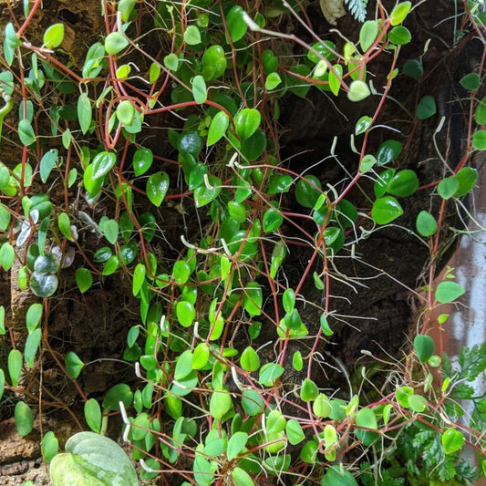 Peperomia Eburnea