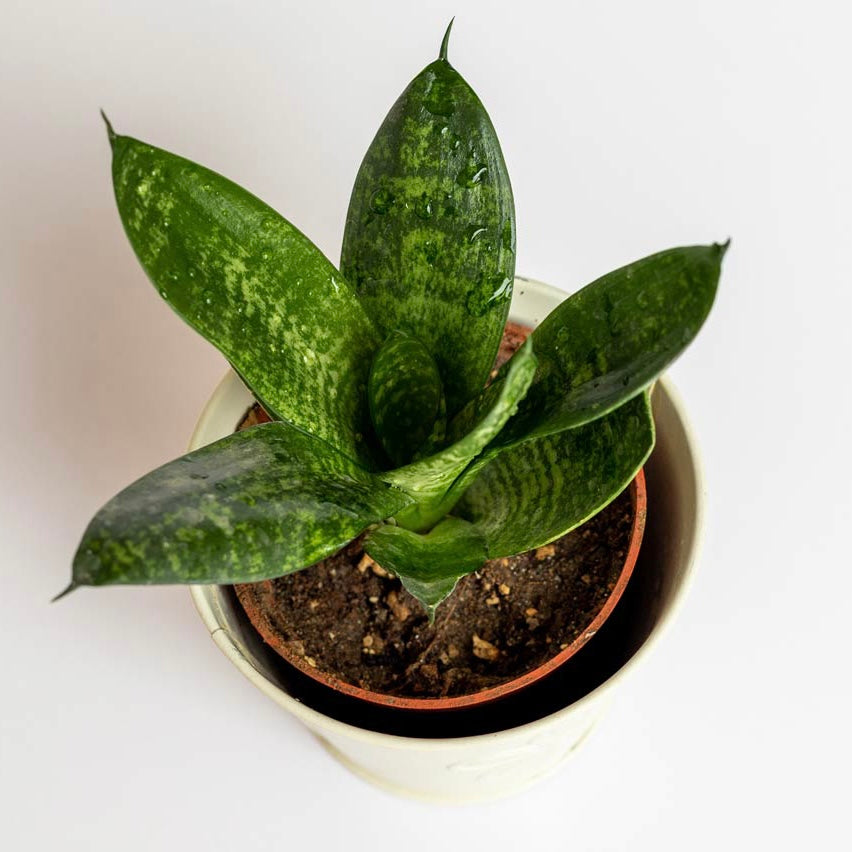 Sansevieria Subspicata