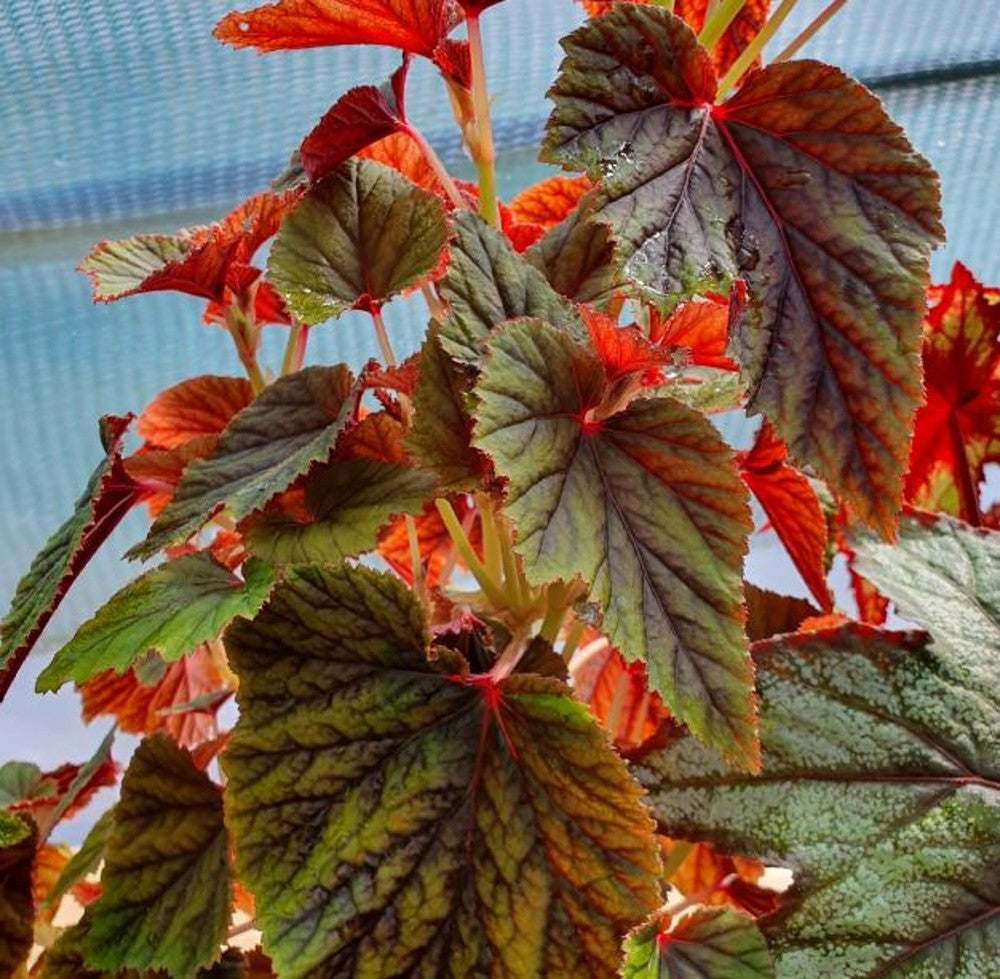 Begonia Red Undies