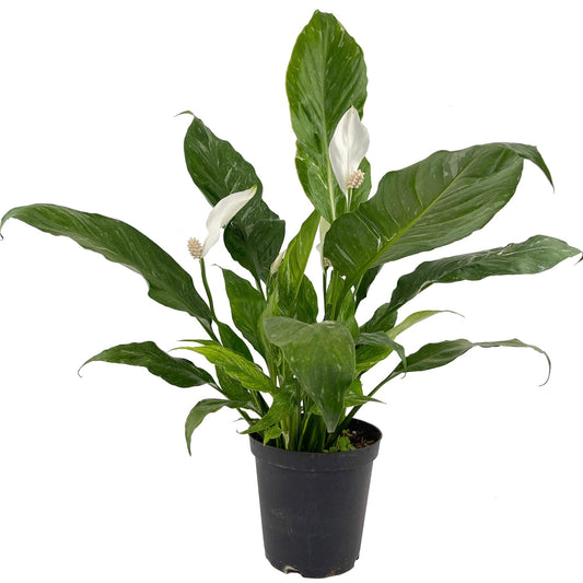 Domino Peace Lily