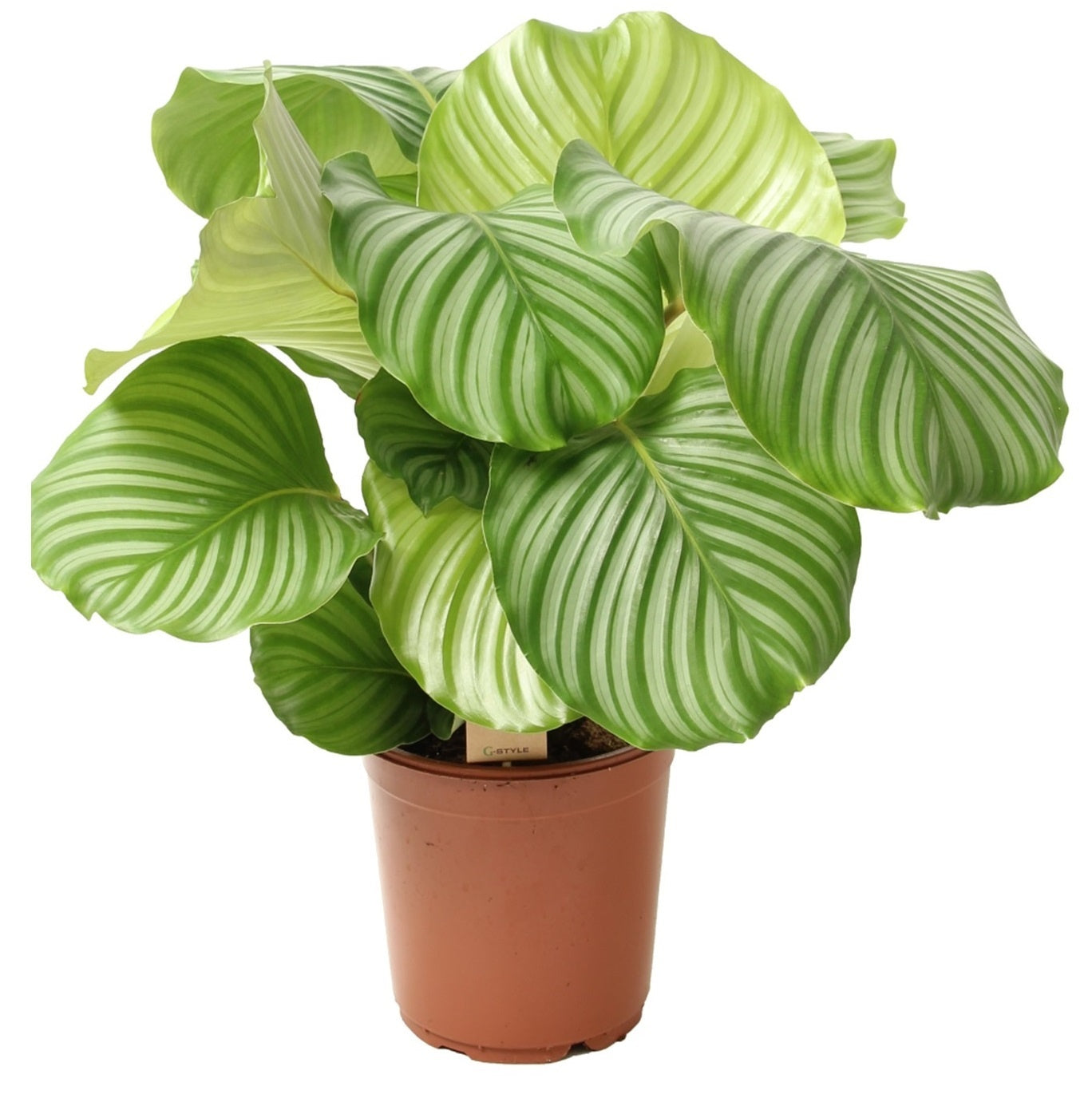 Calathea Orbifolia Orbit Peacock