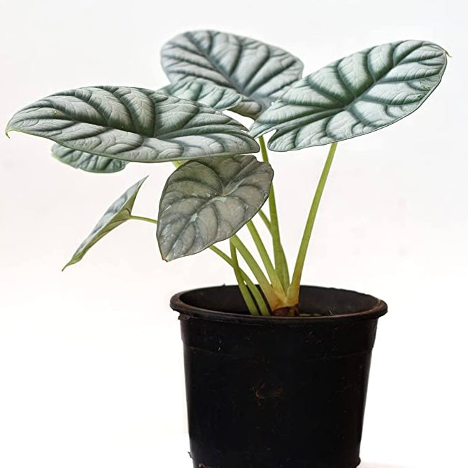 Alocasia Nebula 