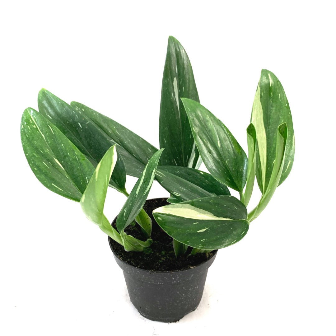 Philodendron Cobra