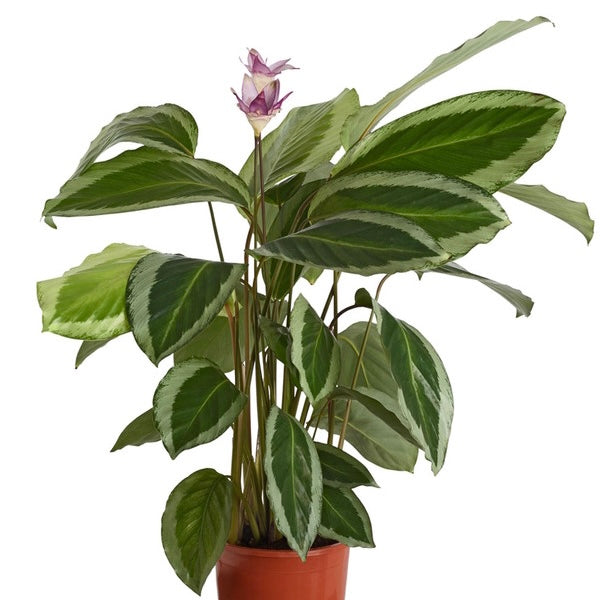 Calathea Loeseneri Lotus Pink