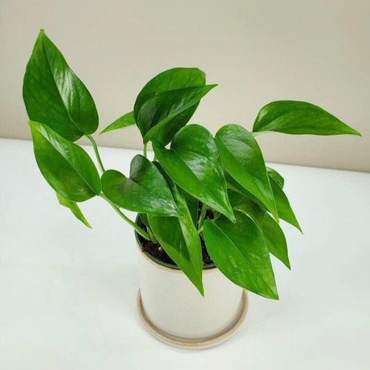 Pothos Global Green