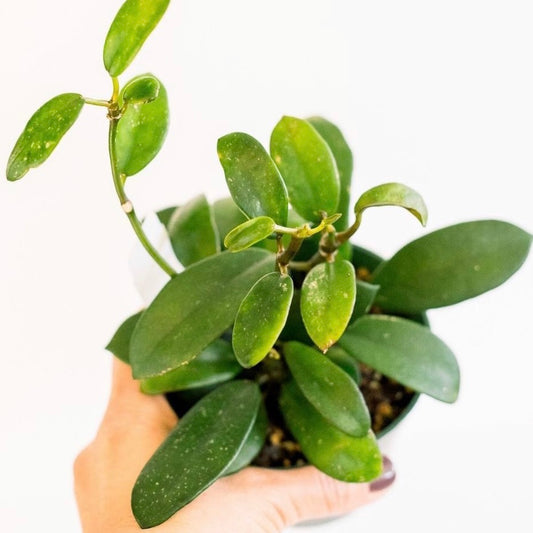 Hoya Diversifolia