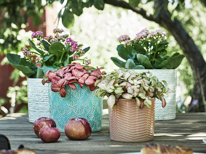 Textured Glazed Plant Pot