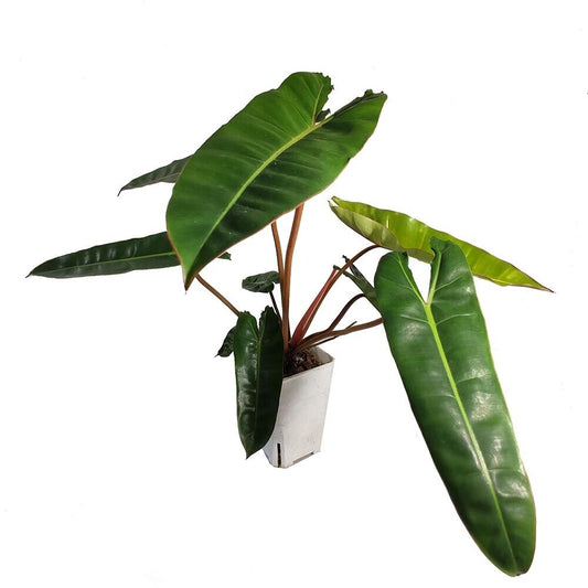 Philodendron Billietiae