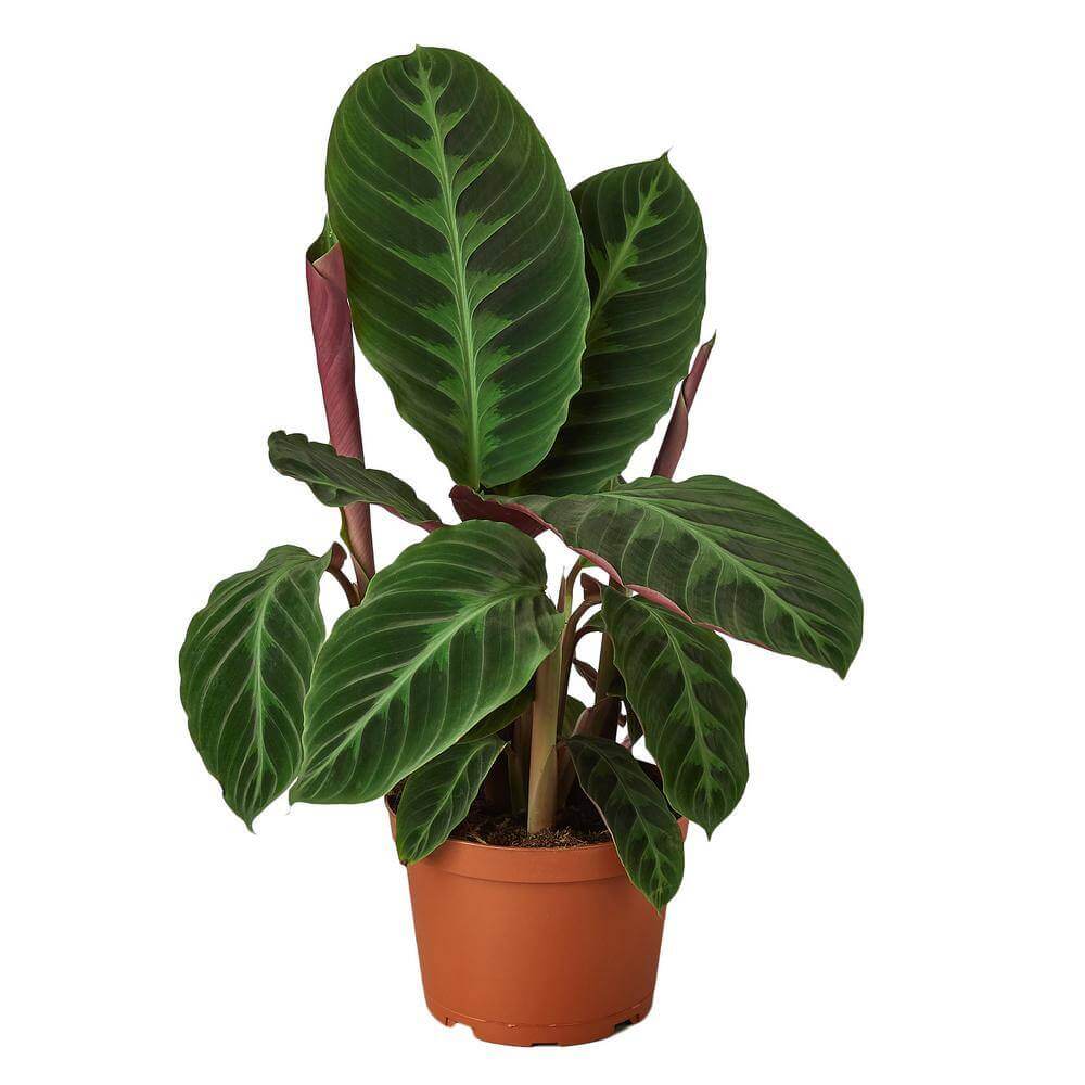 Calathea Warscewiczii Jungle Velvet