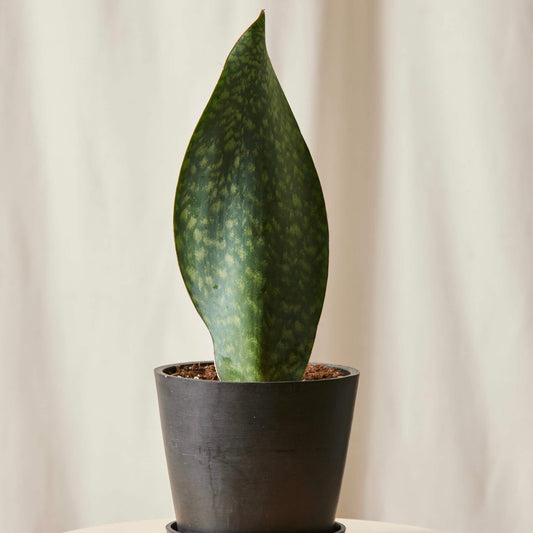 Sansevieria Whale Fin