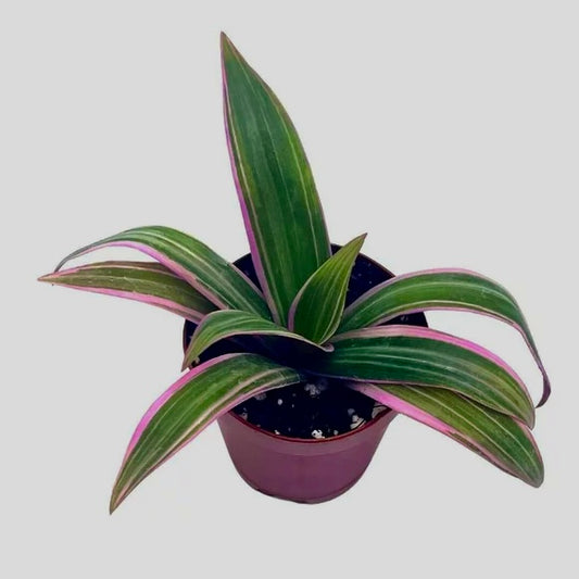 Violet Queen Spider Plant