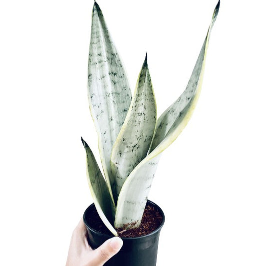 Sansevieria Silver Queen