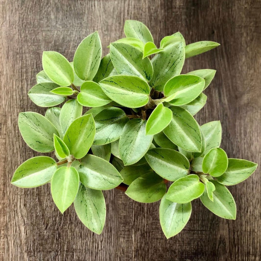 Peperomia Orba