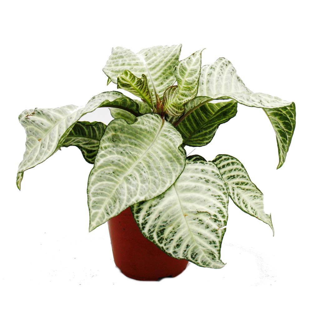 White Wash Zebra Plant