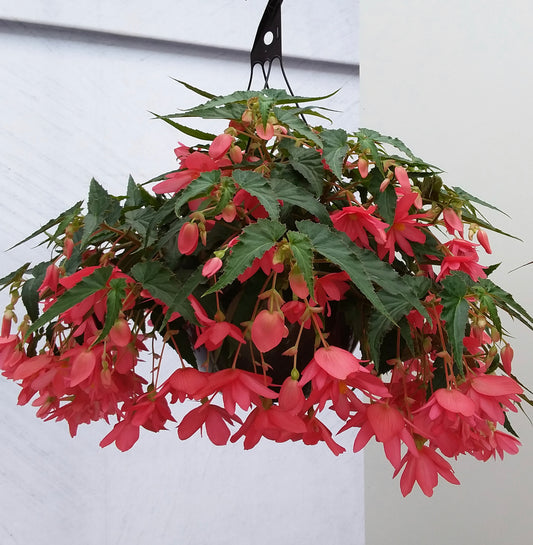 Begonia Funky Red