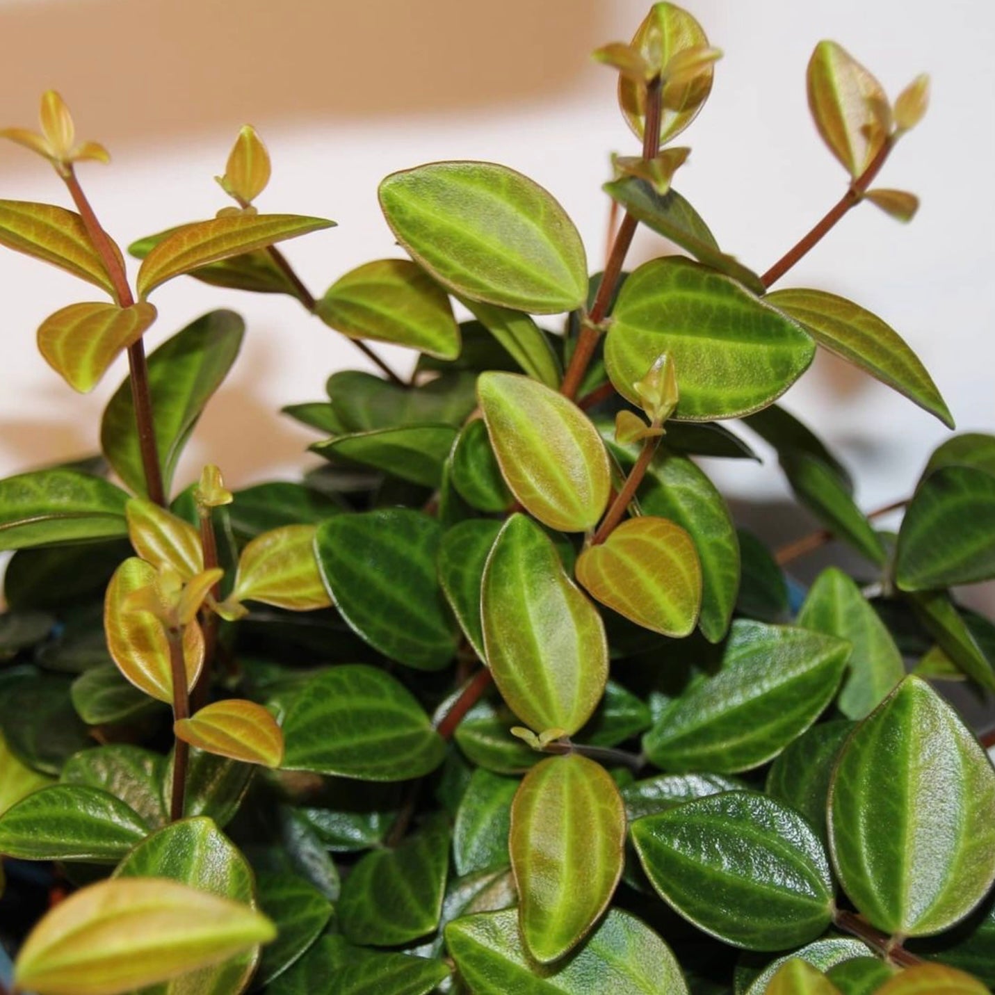 Peperomia Quadrangularis