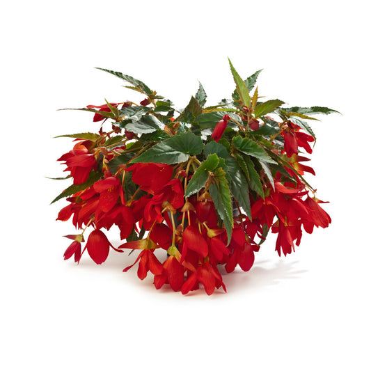 Begonia Waterfall Encanto Red