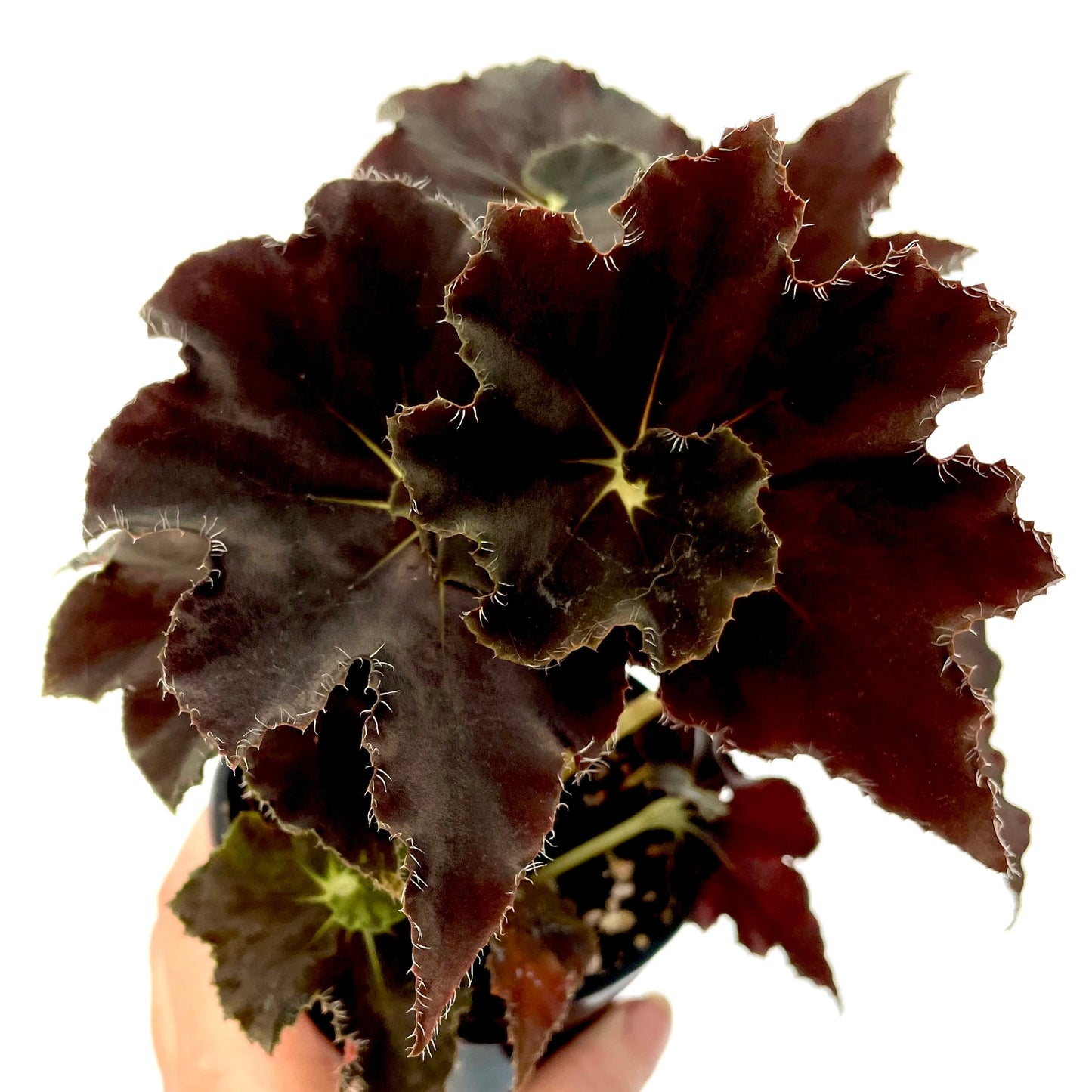 Begonia Mo Reese