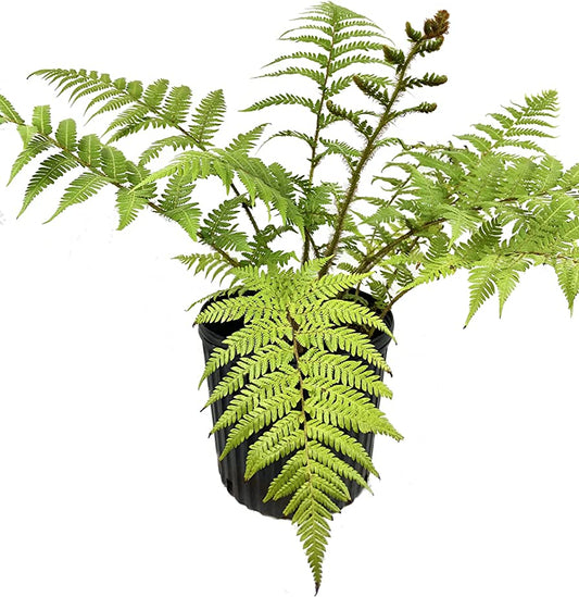 Australian Tree Fern