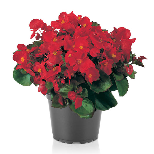 Begonia Olympia Red