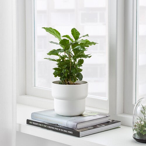 Soft Curve Plant Pot