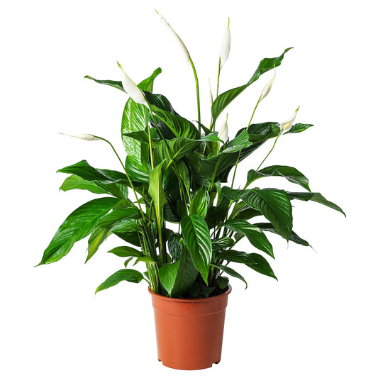 Sonia Peace Lily